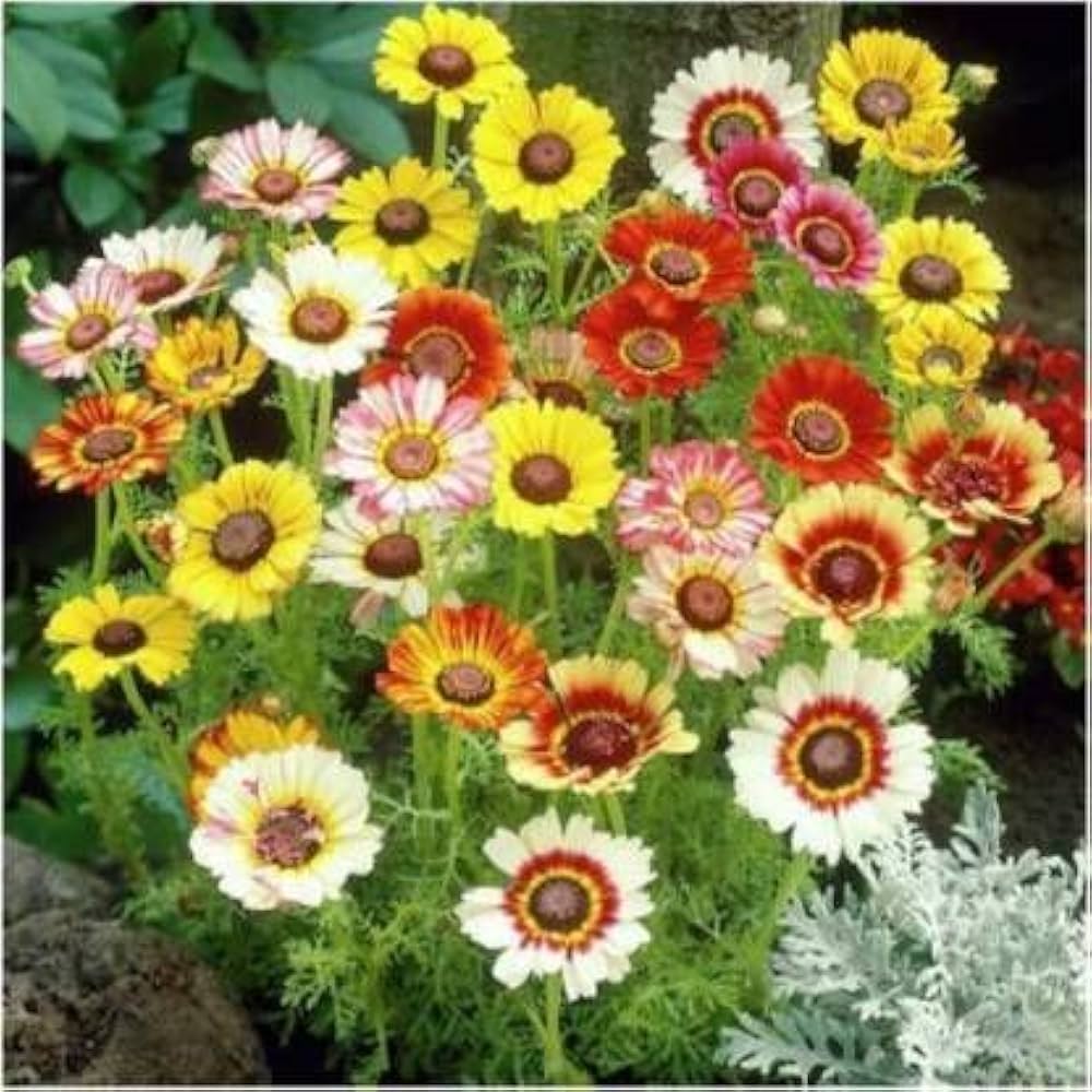 White Chrysanthemum Carinatum Flower seeds for Planting Fragrant Blossoms, Heirloom & GMO Free Seeds for Home Garden vegetable and garden seeds