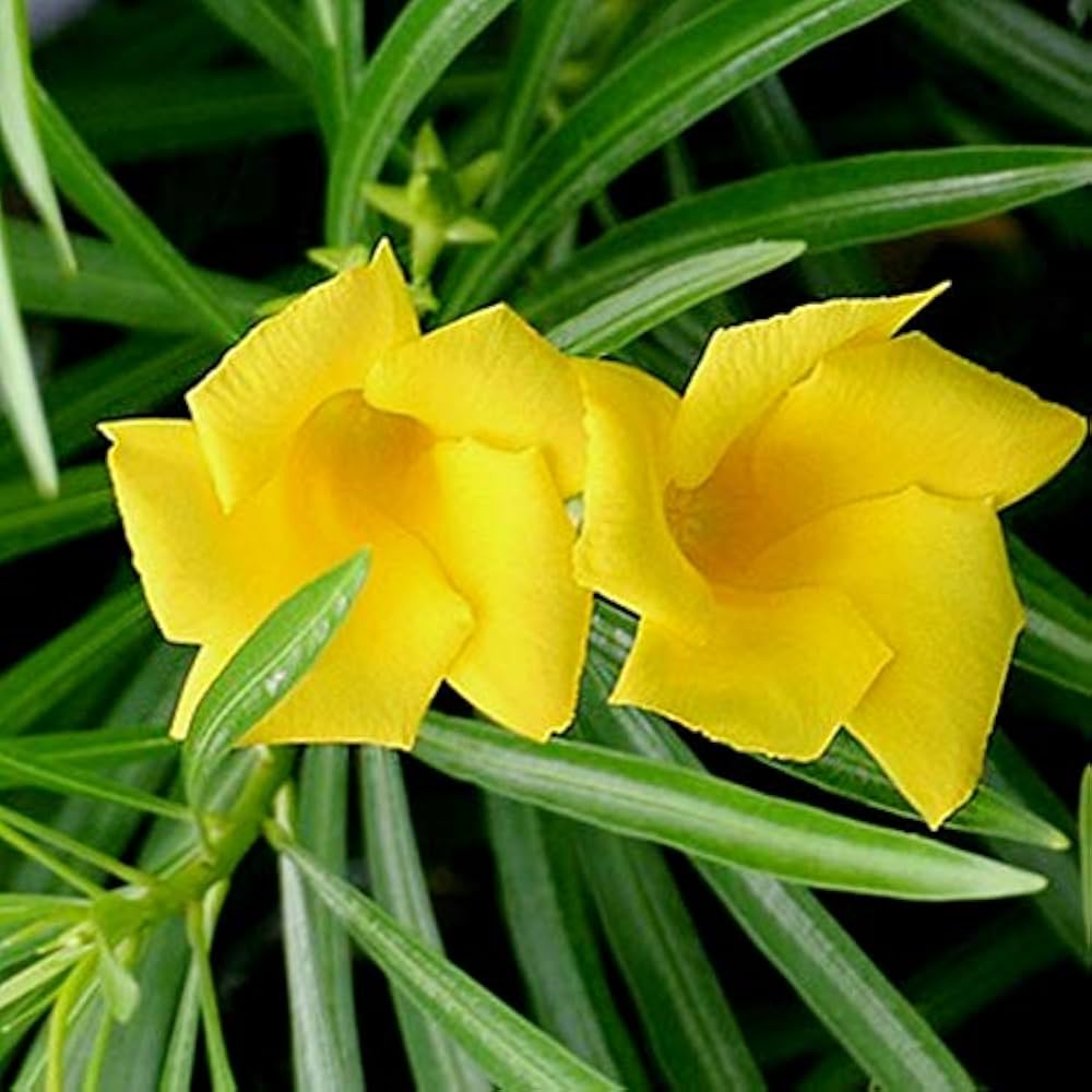 Thevetia Flower seeds for Planting Perfect for Borders Heirloom & GMO Free Seeds for Home Garden