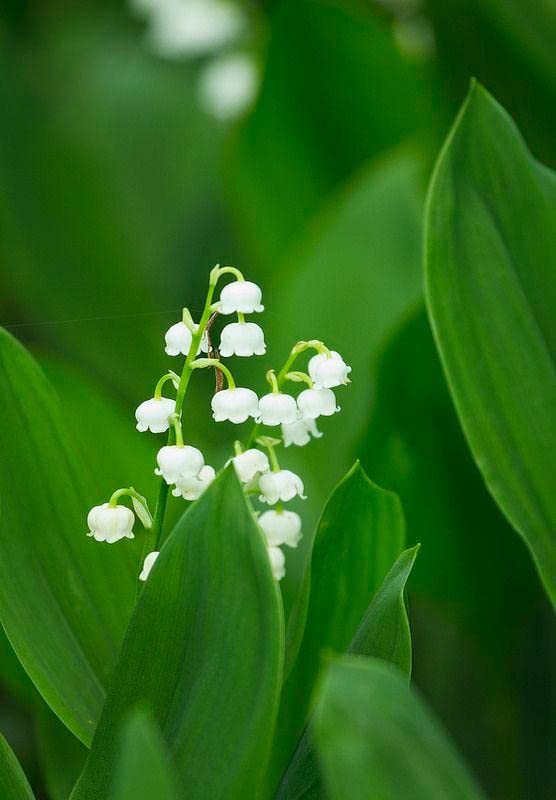 High quality Purple Bell Orchid Flower seeds for Planting Low Maintenance, Heirloom & GMO Free Seeds for Home Garden seeds pack
