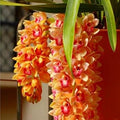 Orange Cymbidium Orchid Flower seeds for Planting Sun Loving, Heirloom & GMO Free Seeds for Home Garden seeds for planting