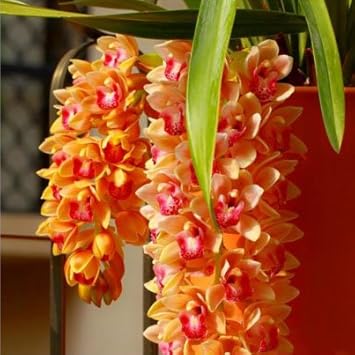 Orange Cymbidium Orchid Flower seeds for Planting Sun Loving, Heirloom & GMO Free Seeds for Home Garden seeds for planting