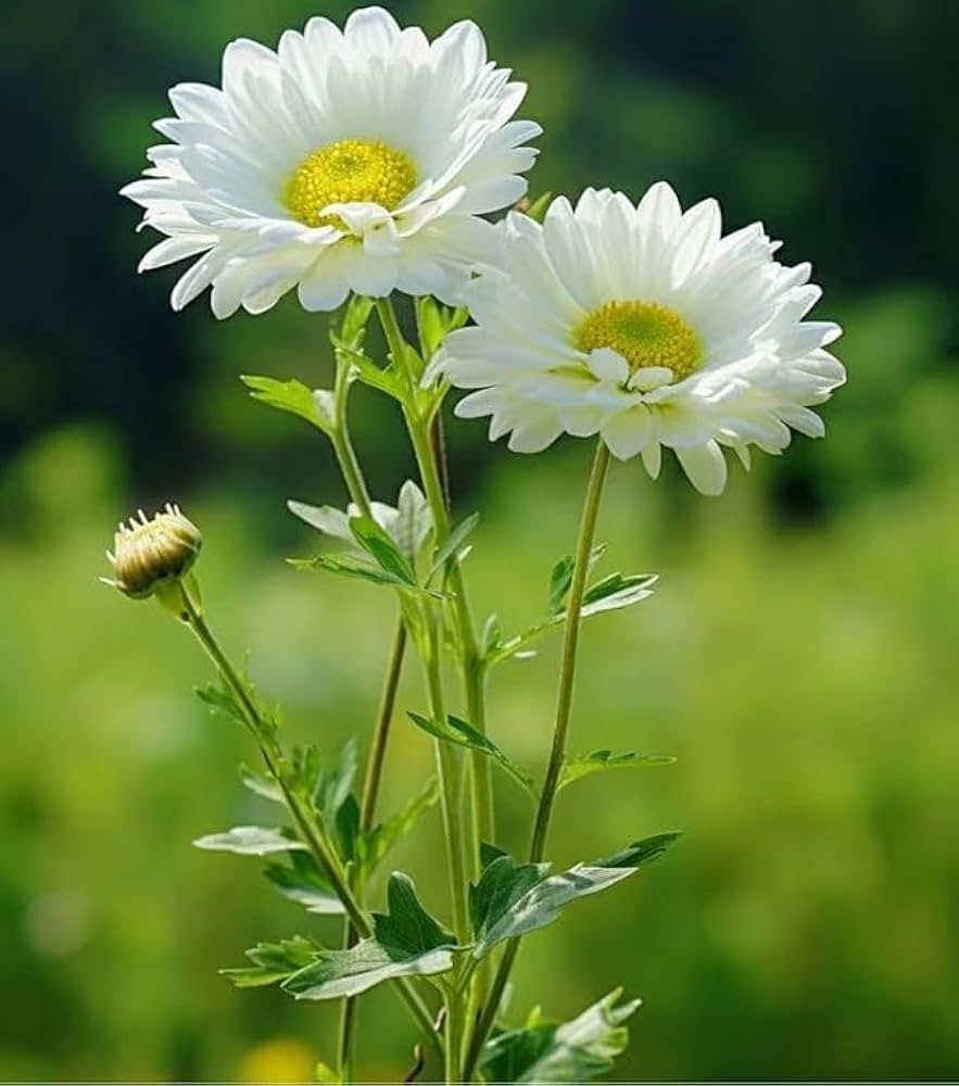 Premium White & Yellow Chrysanthemum Flower seeds for Planting Sun Loving, Heirloom & GMO Free Seeds for Home Garden seeds