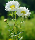 White Green Chrysanthemum Flower seeds for Planting Pollinator Friendly, Heirloom & GMO Free Seeds for Home Garden seeds for planting
