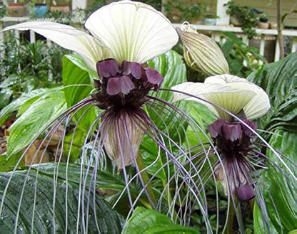 Tacca Nivea Bat Flower seeds for Planting Premium Quality Heirloom & GMO Free Seeds for Home Garden