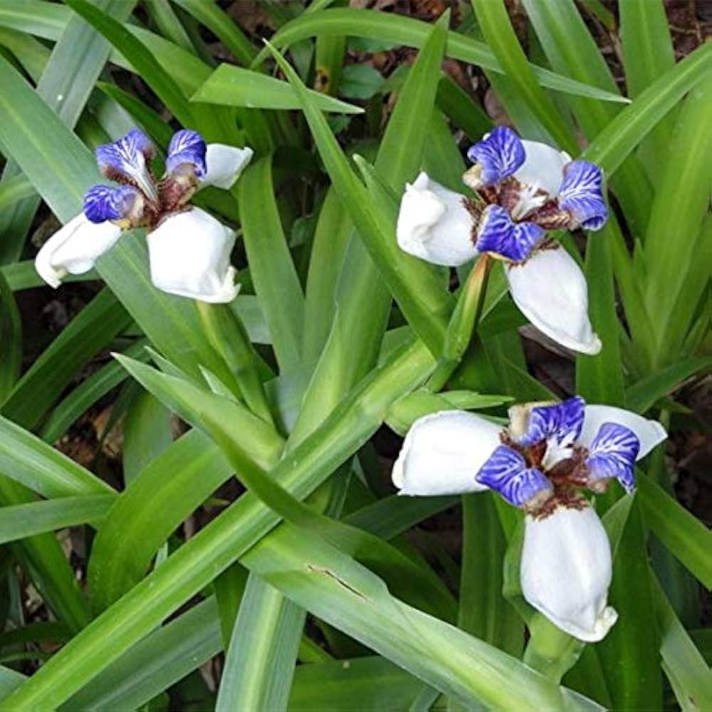 Gracilis Flower seeds for Planting Colorful Display Heirloom & GMO Free Seeds for Home Garden