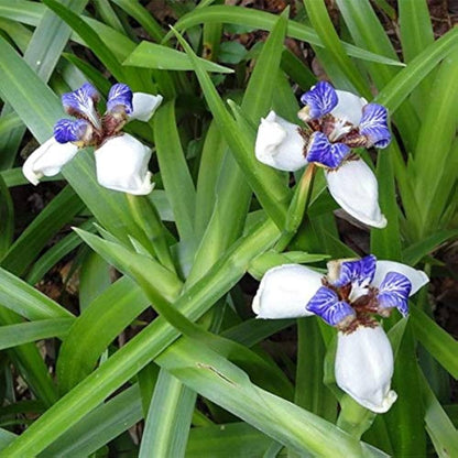 Gracilis Flower seeds for Planting Colorful Display Heirloom & GMO Free Seeds for Home Garden