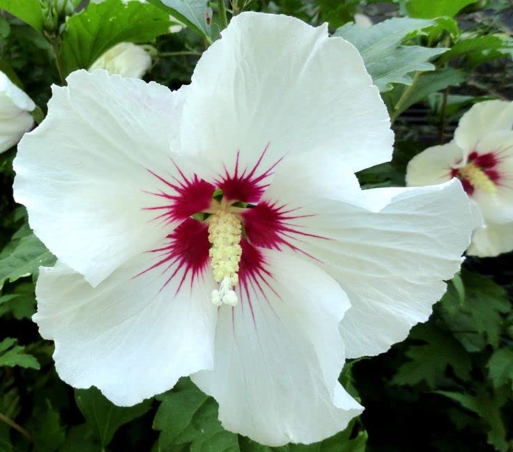 Syriacus Flower seeds for Planting Pollinator Friendly, Heirloom & GMO Free Seeds for Home Garden vegetable and garden seeds