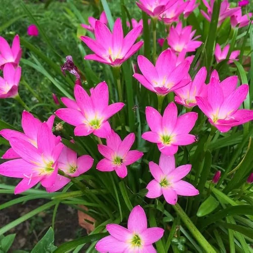 Zephyranthes Flower seeds for Planting Cut Flower Favorite, Heirloom & GMO Free Seeds for Home Garden vegetable and garden seeds