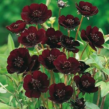 Chocolate Clematis Flower seeds for Planting Bright Blooms, Heirloom & GMO Free Seeds for Home Garden seeds for planting
