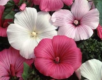 Mixed Rose Mallow Flower seeds for Planting Colorful Display, Heirloom & GMO Free Seeds for Home Garden seeds for planting