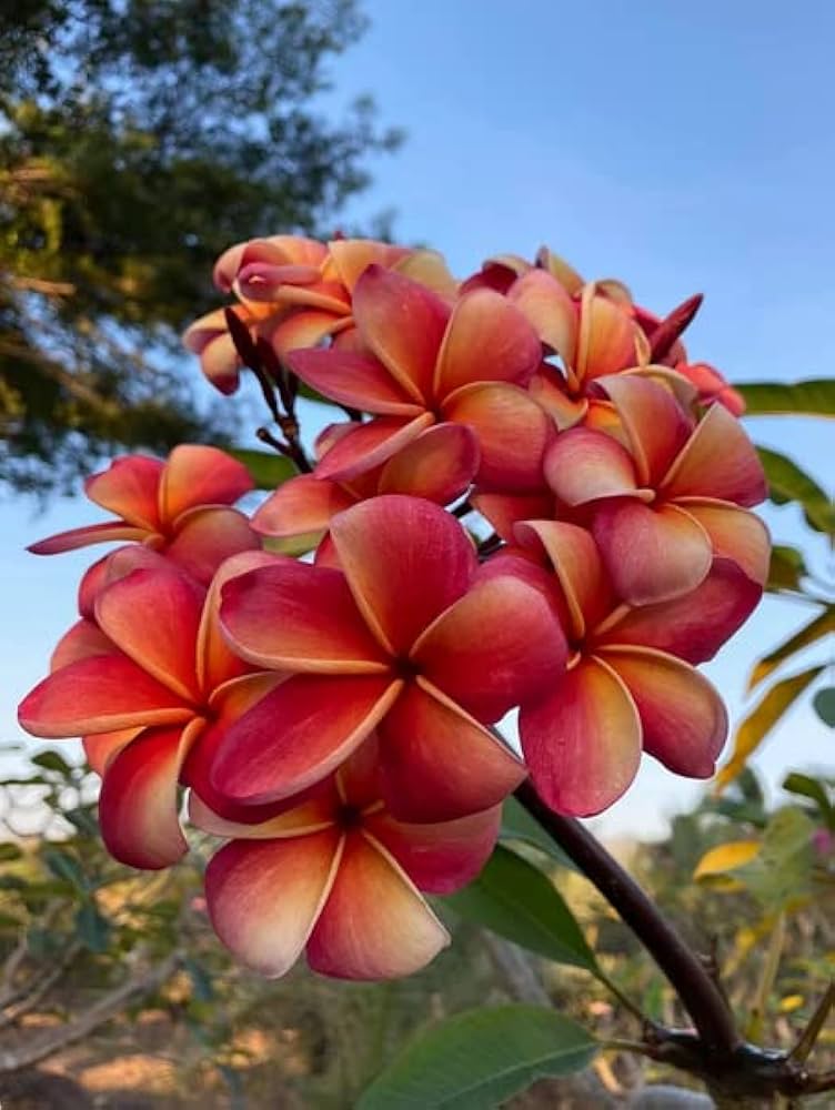 Red & White Frangipani Flower seeds for Planting Pollinator Friendly, Heirloom & GMO Free Seeds for Home Garden seeds for planting