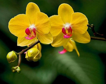 Yellow Orchid Flower seeds for Planting Vibrant Colors Heirloom & GMO Free Seeds for Home Garden
