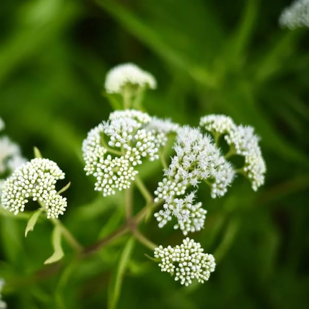 White Eupatorium Perfoliatum Flower seeds for Planting Vibrant Colors, Heirloom & GMO Free Seeds for Home Garden seeds for planting