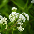 White Eupatorium Perfoliatum Flower seeds for Planting Vibrant Colors, Heirloom & GMO Free Seeds for Home Garden seeds for planting