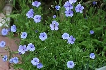 Premium Blue Viscaria Flower seeds for Planting Fragrant Blossoms, Heirloom & GMO Free Seeds for Home Garden seeds