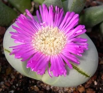 Pink Argyroderma Flower seeds for Planting Garden Favorite, Heirloom & GMO Free Seeds for Home Garden vegetable and garden seeds