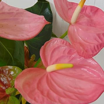 Anturio Flower seeds for Planting Premium Quality, Heirloom & GMO Free Seeds for Home Garden seeds for planting
