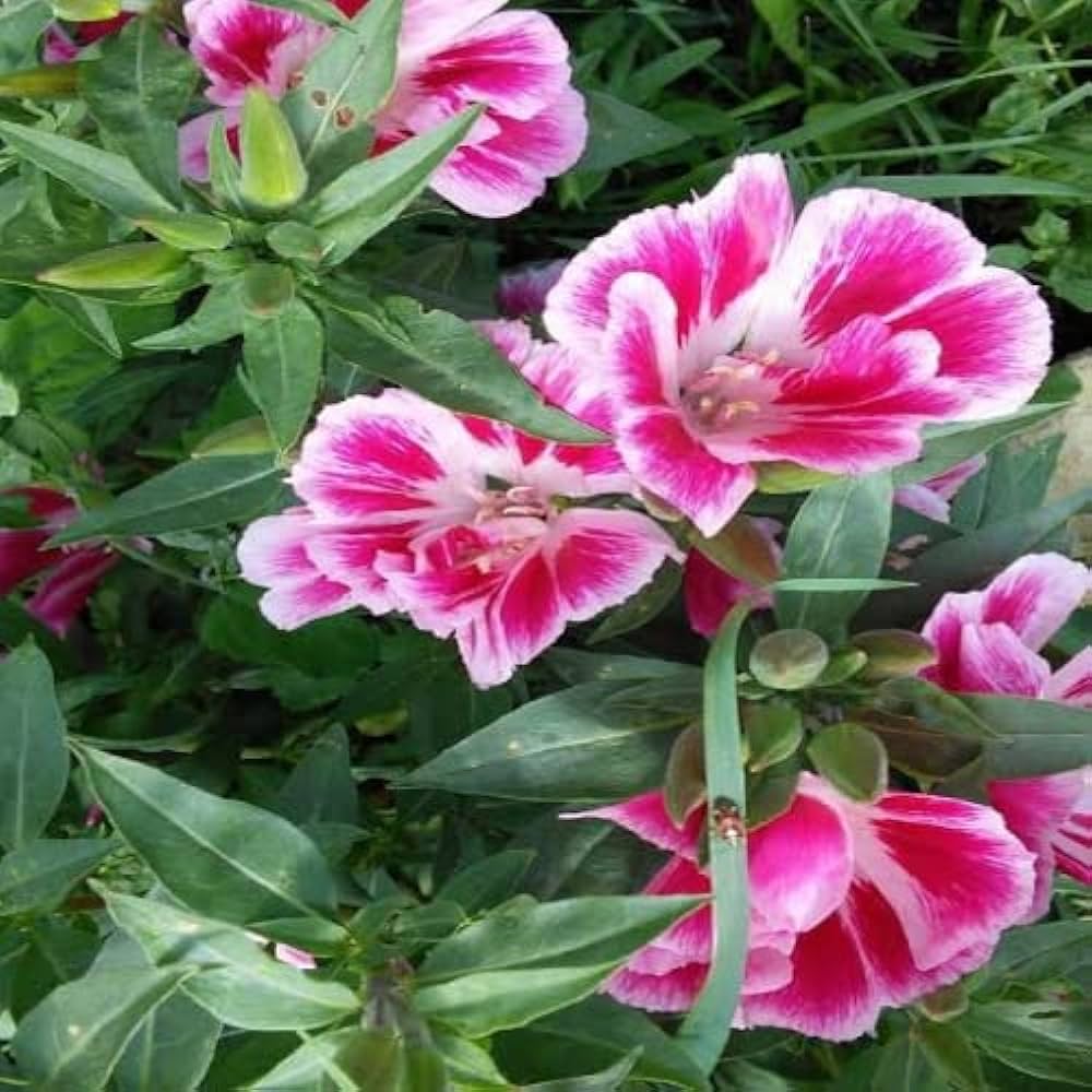 Pink Clarkia Amoena Flower seeds for Planting Fragrant Blossoms, Heirloom & GMO Free Seeds for Home Garden seeds for planting