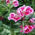 Pink Clarkia Amoena Flower seeds for Planting Fragrant Blossoms, Heirloom & GMO Free Seeds for Home Garden seeds for planting