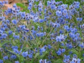 Cynoglossum Flower seeds for Planting Hardy Variety, Heirloom & GMO Free Seeds for Home Garden seeds for planting
