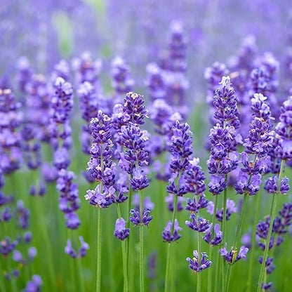 Lavender Flower seeds for Planting Seasonal Bloomer Heirloom & GMO Free Seeds for Home Garden