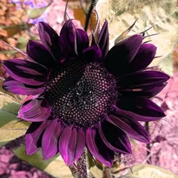 Premium Deep Purple Sunflower Flower seeds for Planting Cottage Garden Essential, Heirloom & GMO Free Seeds for Home Garden seeds