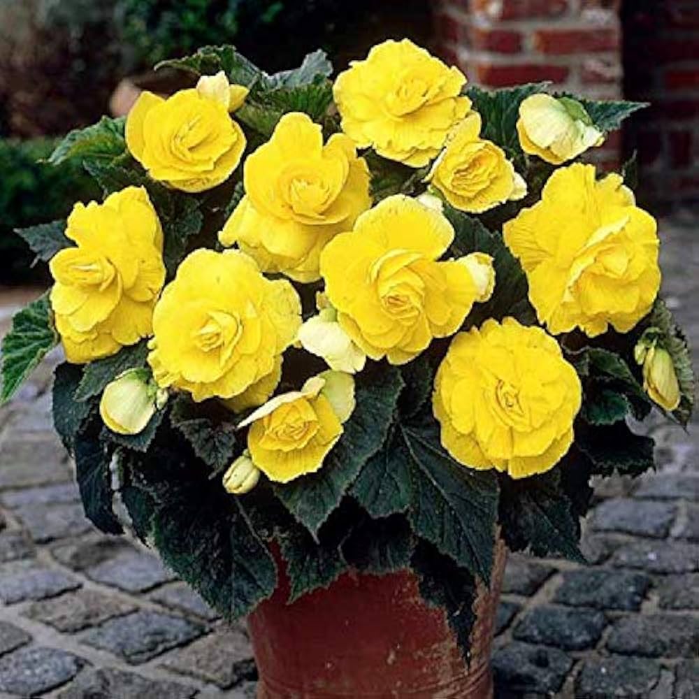 Premium Nuevos Flower seeds for Planting Garden Favorite, Heirloom & GMO Free Seeds for Home Garden seeds
