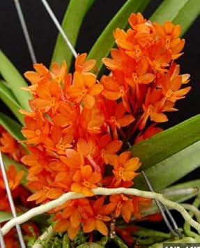 Orange Ascocentrum Flower seeds for Planting Pollinator Friendly, Heirloom & GMO Free Seeds for Home Garden vegetable and garden seeds