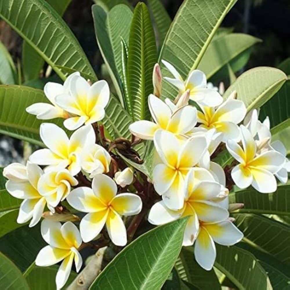 High quality Yellow Egg Flower seeds for Planting Hardy Variety, Heirloom & GMO Free Seeds for Home Garden seeds pack