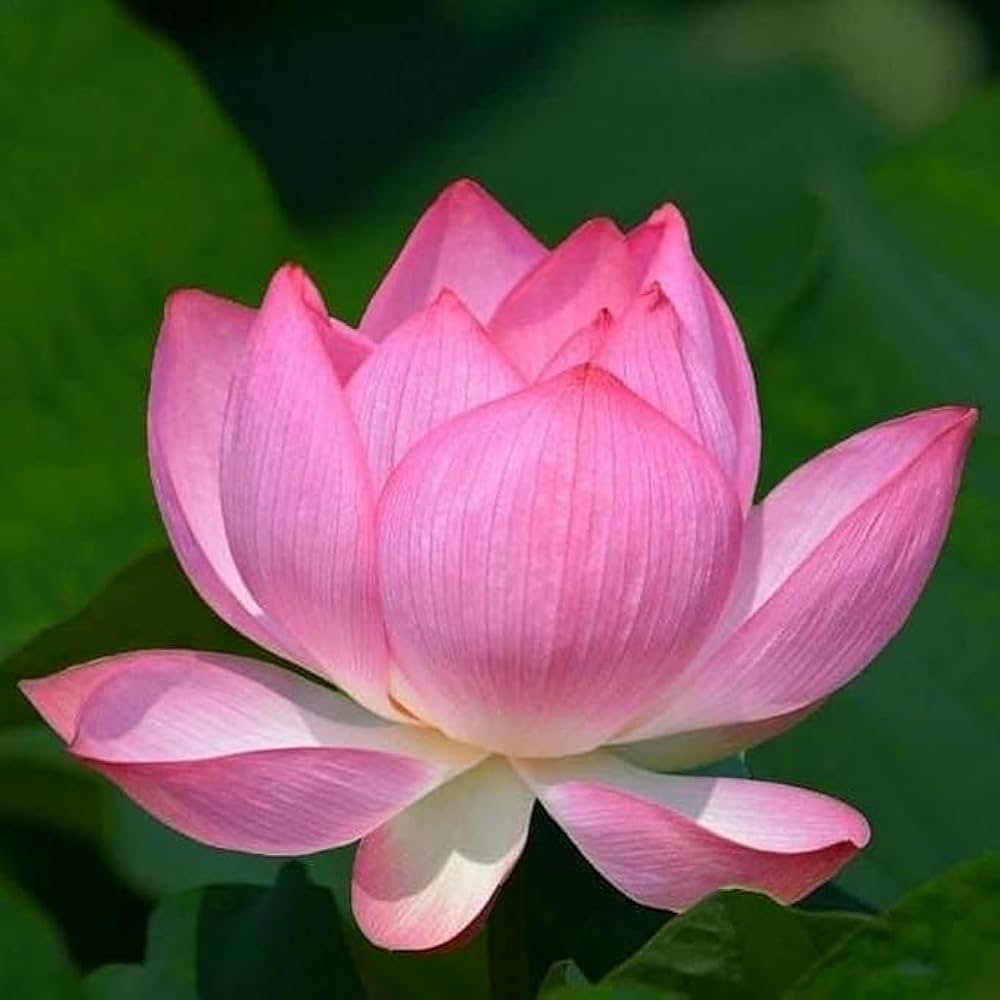 Tulip Light Pink Flower seeds for Planting Garden Favorite, Heirloom & GMO Free Seeds for Home Garden seeds for planting