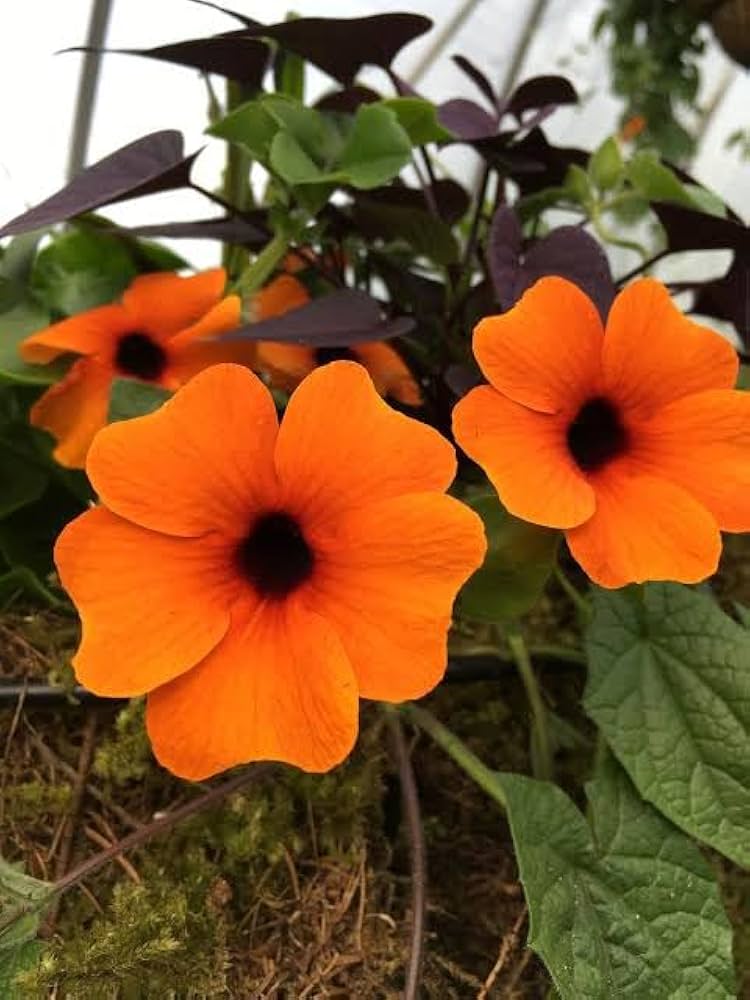 Premium Orange Thunbergia Flower seeds for Planting Hardy Variety, Heirloom & GMO Free Seeds for Home Garden seeds