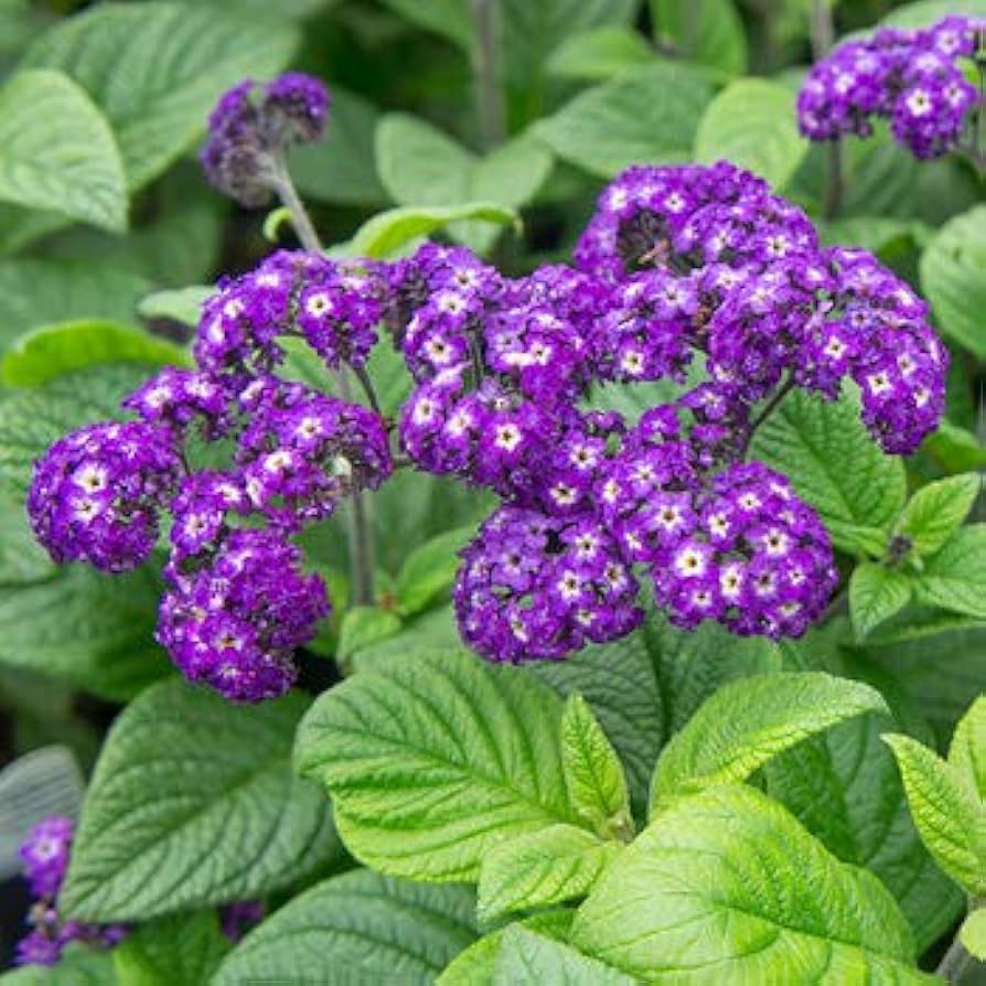 Fresh Heliotrope Flower seeds for Planting Shade Tolerant, Heirloom & GMO Free Seeds for Home Garden vegetable and garden seeds