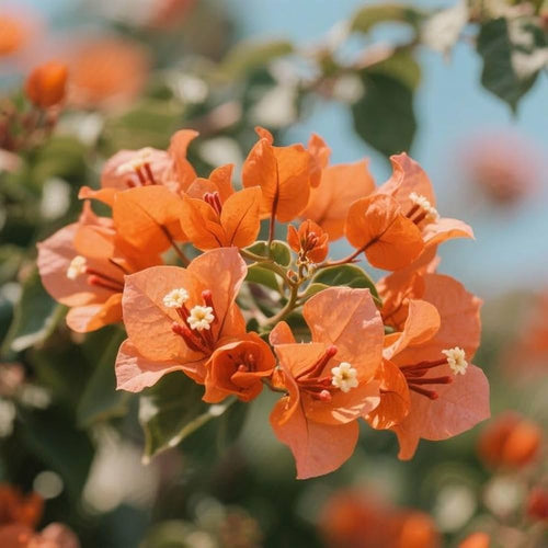 Premium Bougainvillea Orange Flower seeds for Planting Cottage Garden Essential, Heirloom & GMO Free Seeds for Home Garden seeds
