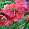 Pink Chaenomeles Flower seeds for Planting Long Bloom Season, Heirloom & GMO Free Seeds for Home Garden seeds for planting