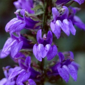 Blue Cardinal Flower seeds for Planting Fragrant Blossoms, Heirloom & GMO Free Seeds for Home Garden seeds for planting