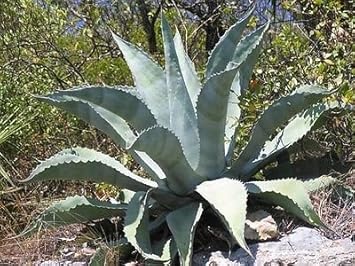 High quality Silver Agave Flower seeds for Planting Hardy Variety, Heirloom & GMO Free Seeds for Home Garden seeds pack