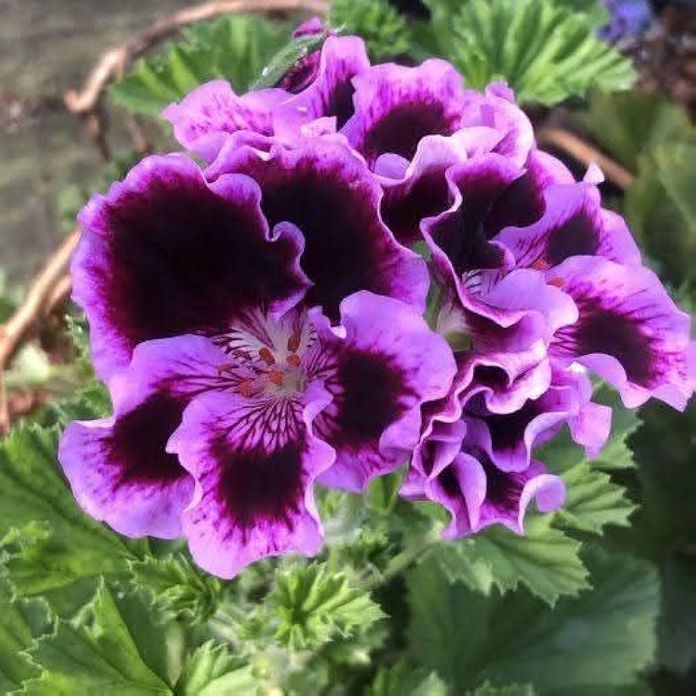 Premium Geranium Purple White Flower seeds for Planting Vibrant Colors, Heirloom & GMO Free Seeds for Home Garden seeds