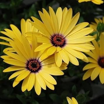 Yellow Dimorphotheca Flower seeds for Planting Cut Flower Favorite, Heirloom & GMO Free Seeds for Home Garden seeds for planting
