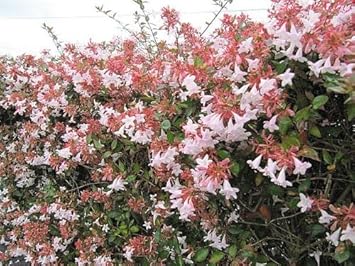 High quality Multi Colored Abelia Flower seeds for Planting Sun Loving, Heirloom & GMO Free Seeds for Home Garden seeds pack