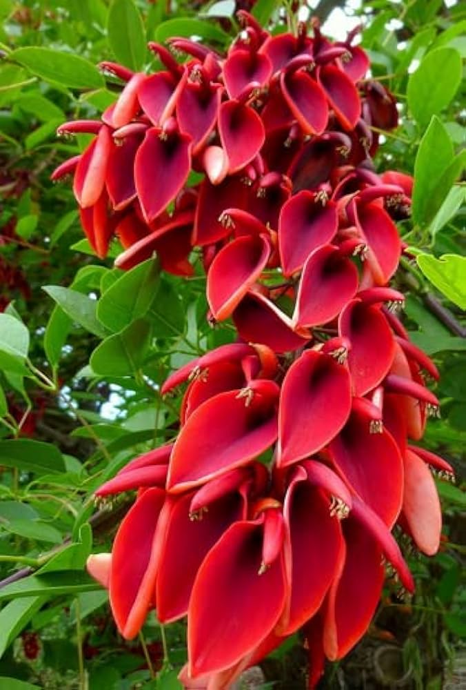 Erythrina Crista Galli Flower Seeds in Orange Flower seeds for Planting Easy to Grow, Heirloom & GMO Free Seeds for Home Garden vegetable and garden seeds