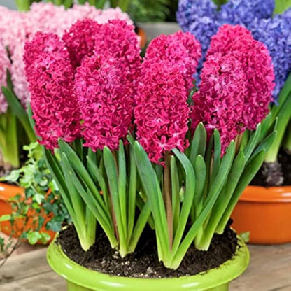 Heirloom Hyacinth Flower seeds for Planting Garden Favorite Heirloom & GMO Free Seeds for Home Garden