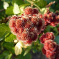 Red Rhus Aromatica Flower seeds for Planting Cottage Garden Essential, Heirloom & GMO Free Seeds for Home Garden seeds for planting