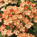 Peach Verbena Didyma Flower seeds for Planting Sun Loving, Heirloom & GMO Free Seeds for Home Garden seeds for planting