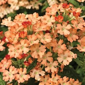 Peach Verbena Didyma Flower seeds for Planting Sun Loving, Heirloom & GMO Free Seeds for Home Garden seeds for planting
