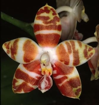 White Brown Phalaenopsis Orchid Seeds Flower seeds for Planting Garden Favorite, Heirloom & GMO Free Seeds for Home Garden seeds for planting