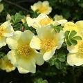 Yellow Xanthina Flower seeds for Planting Shade Tolerant, Heirloom & GMO Free Seeds for Home Garden seeds for planting