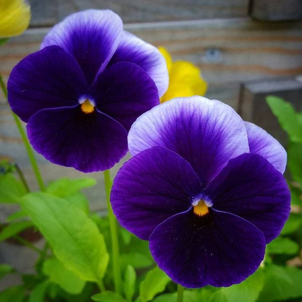Mix Pansy Flower seeds for Planting Premium Quality, Heirloom & GMO Free Seeds for Home Garden vegetable and garden seeds