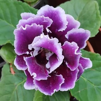 Violet White Gloxinia Flower seeds for Planting Cottage Garden Essential, Heirloom & GMO Free Seeds for Home Garden seeds for planting