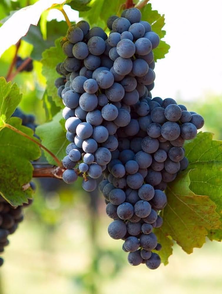 Cabernet Sauvignon Grape Seeds for Easy Planting - Evergrowseeds