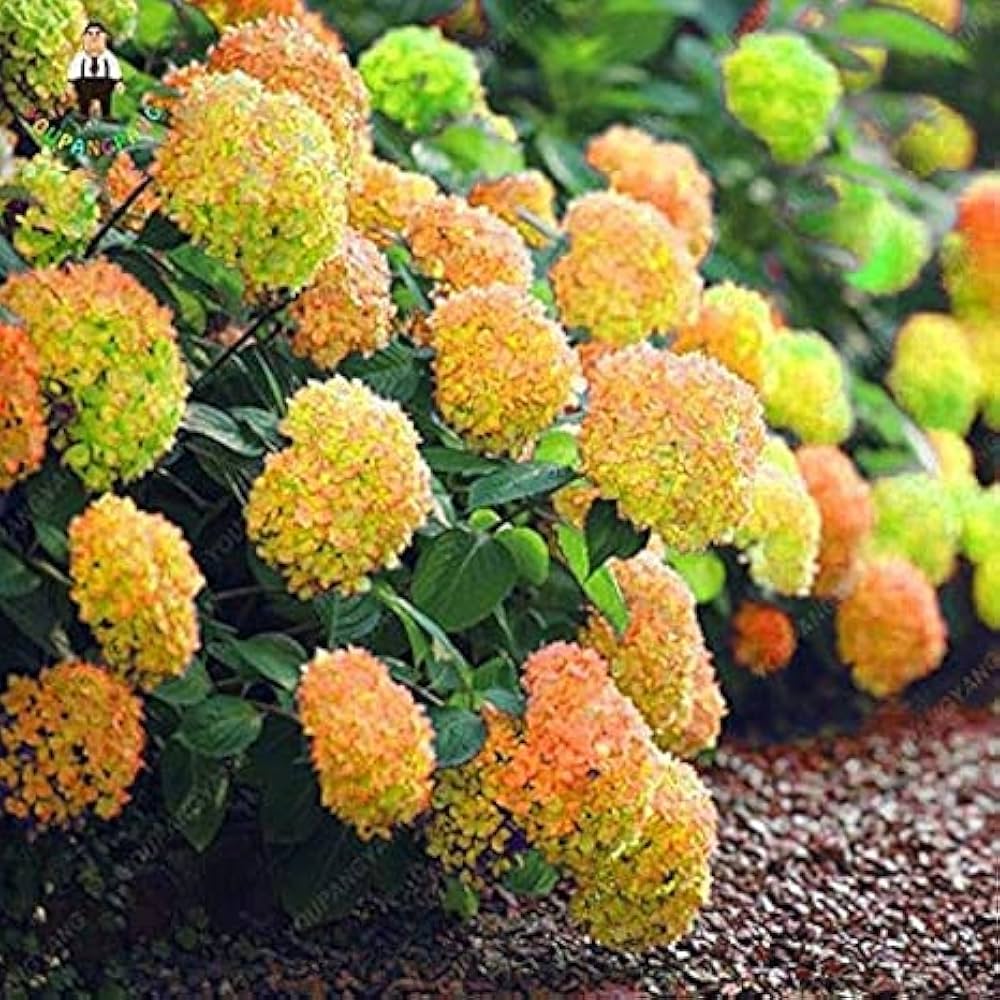 Hydrangea Flower seeds for Planting Garden Favorite, Heirloom & GMO Free Seeds for Home Garden seeds for planting